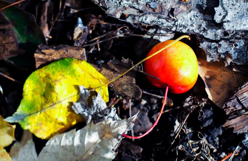 Осенью объем собираемого мусора значительно увеличивается за счет опавшей листвы, шишек и иголок хвойных деревьев, которые заполняют город