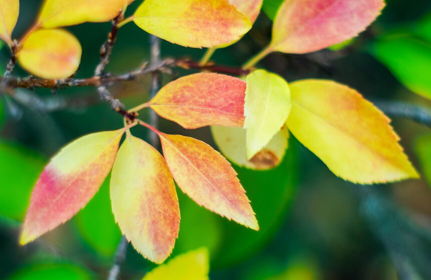 Деревья еще не до конца сбросили умершую листву и стоят, окаймленные кронами цвета заходящего солнца