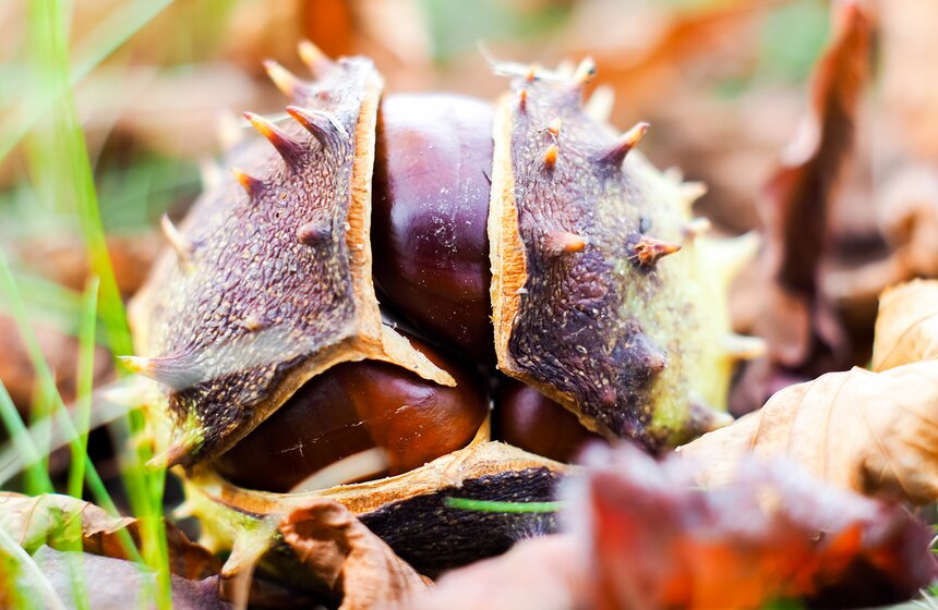 Осенью можно сделать огромное количество различных поделок, учитывая, что листья деревьев приобретают красивый окрас, а шишки и желуди так и падают под ноги
