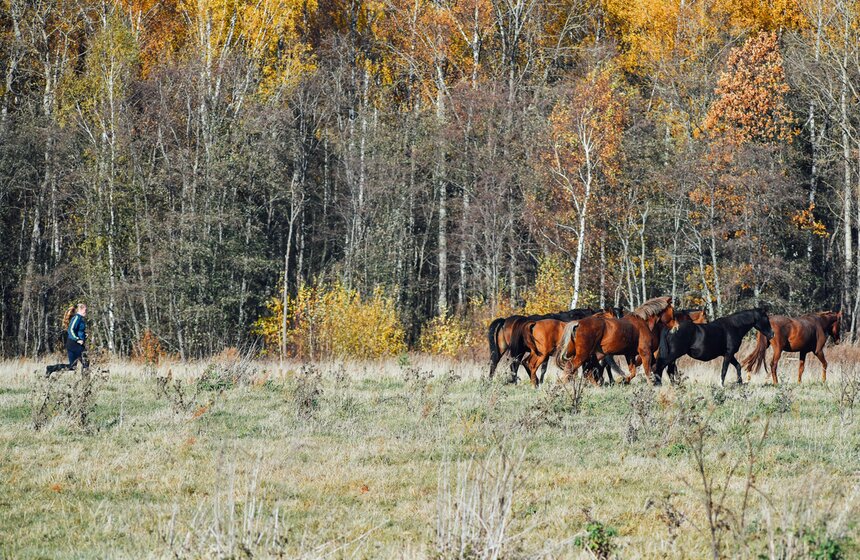 У лошадей есть свой ежедневный режим, следование которому гарантирует послушание. Хотя, бывают и эксцессы: кони прорывают "оборону" – ограждение левады – и пасутся на соседнем, не принадлежащем приюту, поле. На фото: хозяйка табуна гонит нарушителей на свое пастбище, угрожая не пустить на следующую прогулку самых строптивых.