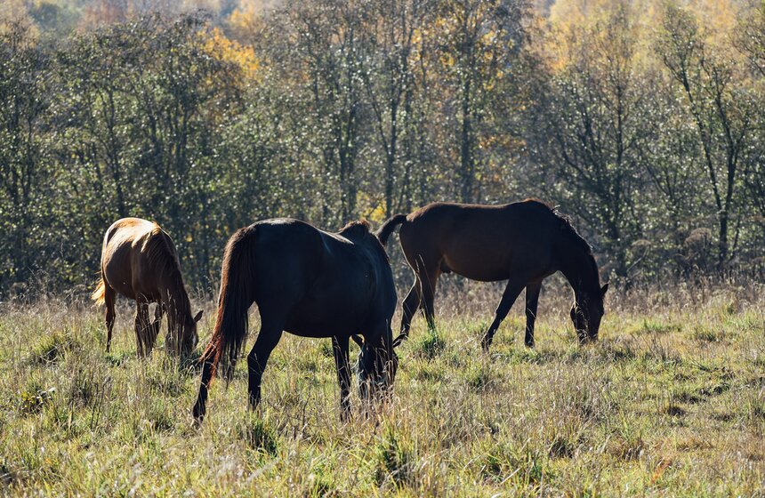 Большинство лошадей работники приюта привели в хорошую форму. И у некоторых из них со временем появились друзья-кураторы. Время от времени они приезжают к своим подопечным, убирают их стойла, вычесывают гриву, ласкают и дают яблоки. Также кураторы спонсируют питание и лечение своих любимцев. Суммы разные – кто сколько сможет.