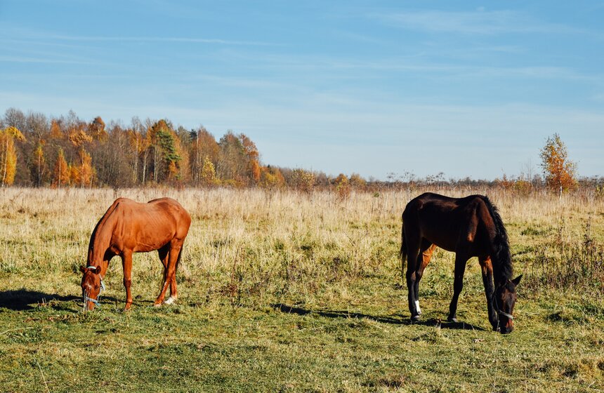 На первый взгляд кажется, что лошади свободно пасутся на лугу без всяких ограничений. Однако левада (поле для выгула) размером в несколько гектаров ограждена лентами, находящимися под напряжением. И кони всегда знают границу дозволенного.