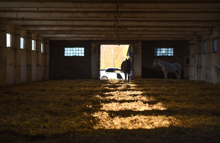 Помимо летней левады, у коней есть зимняя альтернатива: полуоткрытая конюшня. Она предназначена для того, чтобы у лошадей был выбор в холодную погоду: гулять на улице или остаться под крышей. Однако ею пользуются и в теплое время года. В загоне время от времени содержат только поступивших скакунов, которых пока в табун выпускать рано.