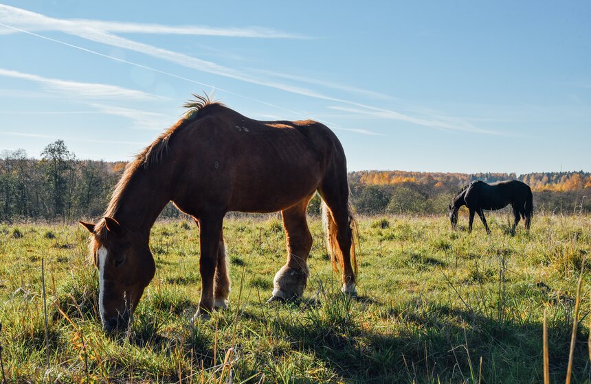 В приюте никогда не появляются абсолютно здоровые и счастливые лошади – такие нужны самому. На попечение к волонтерам обычно отдают непригодных для работы коней. На фото – лошадь Маня, большую половину жизни она провела в городском прокате. Но ее недуг, слоновья нога, больше не позволяет ей катать пассажиров. Поэтому она тихо встречает старость на полях Клинского района.
