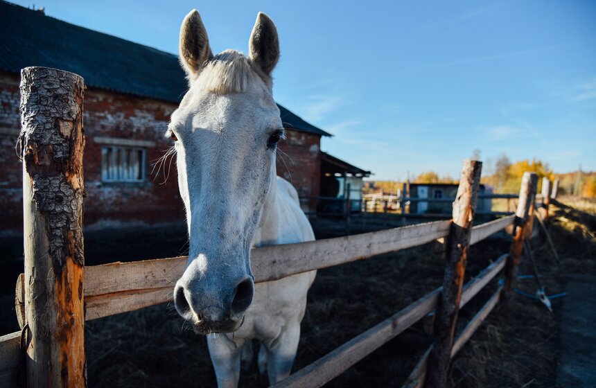 Вместе с новичками в полуоткрытой конюшне коротают деньки кони, которым по особым причинам ходить гулять с другими нельзя. Пожилой обитатель Третьяково, Сережа, несмотря на преклонный возраст (около 24 лет), находится в неплохой форме. Но пастись со всеми его не пускают из-за задиристого характера. Работники приюта опасаются, что Сережа во время прогулки может ввязаться в драку и сильно пострадать от копыт более молодого товарища.