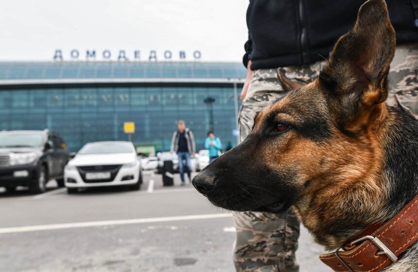 А в аэропорту Домодедово с 2004 года работают такие прелестные собаки. Ежедневно кинологи со своими подопечными осматривают территорию аэровокзала, привокзальной площади, парковок, железнодорожной станции, а при необходимости поднимаются на борт воздушного судна. Вещи, случайно оставленные гостем аэропорта, проходят проверку служебными собаками и лишь потом попадают в комнату невостребованного багажа. Если животное выявляет подозрительное вещество в сумке, оно подает знак своему партнеру-кинологу, и предметом занимаются специалисты. Всего в кинологическом подразделении работают 15 немецких овчарок, 14 английских кокер-спаниелей и четыре бельгийские овчарки.