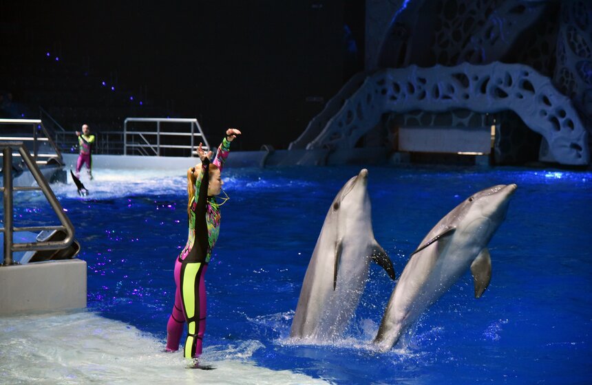 Главными звездами водных выступлений стали дельфины