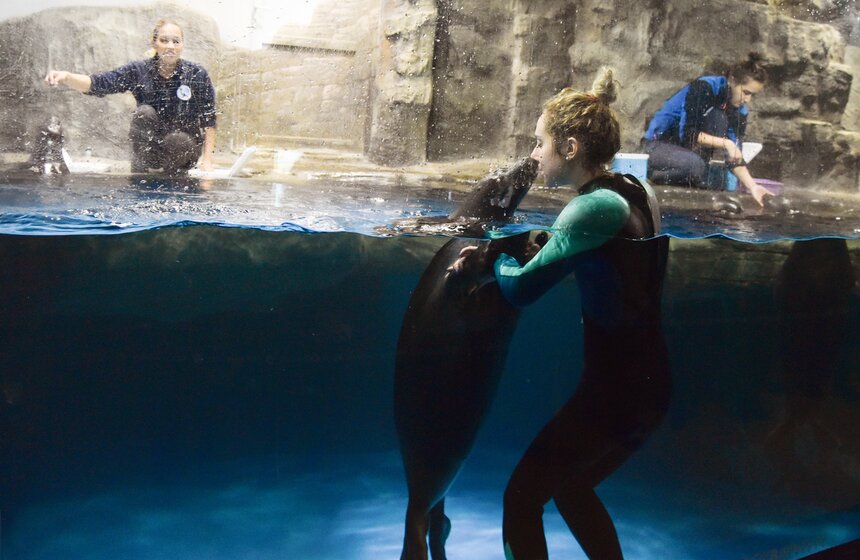 Обаятельные обитатели северных морей известны своим высоким интеллектом и доброжелательностью