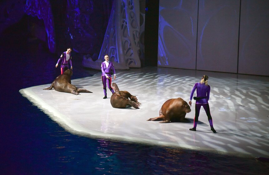 В океанариуме регулярно проходят увлекательные экскурсии по экспозиции аквариума и уникальные водные шоу с участием дельфинов, моржей, белух, морских львов и косаток