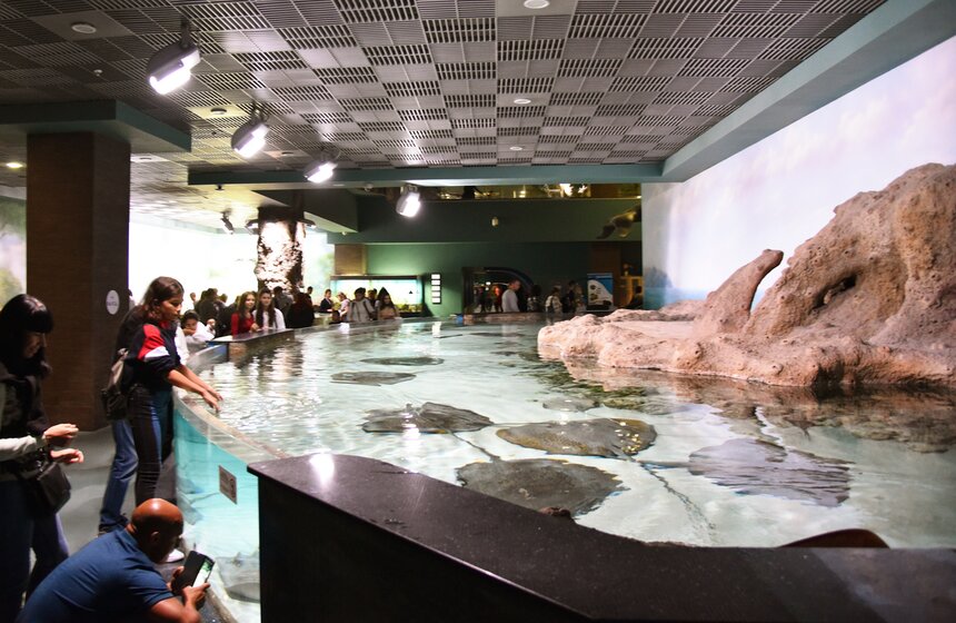 Гости имели возможность прикоснуться к морским обитателям: скатам, мечехвостам и другим удивительным существам