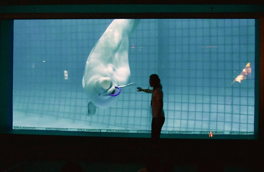 Зрители впервые увидели, как готовятся к выступлениям и отрабатывают подводные трюки белые киты – Пончик и Понка, и даже послушали, как они поют