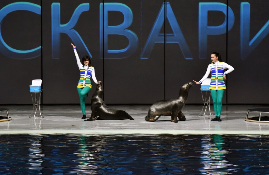 Морские котики радовали своим вниманием гостей "Москвариума"