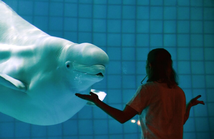 Невероятная грация белух и их удивительное взаимодействие с тренерами поразило зрителей всех возрастов