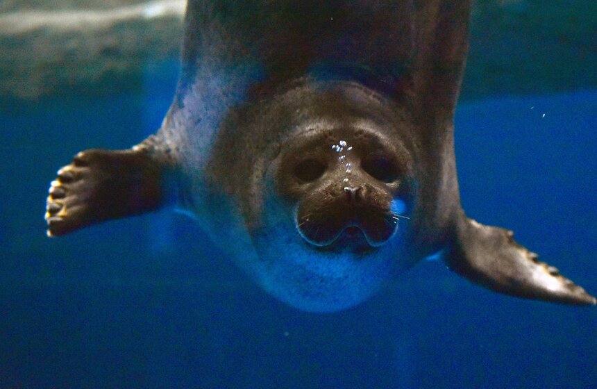 "Москвариуме" – это крупнейший в Европе аквариум, удаленный от морского побережья. В 80 аквариумах обитает более 12 тысяч морских и пресноводных обитателей