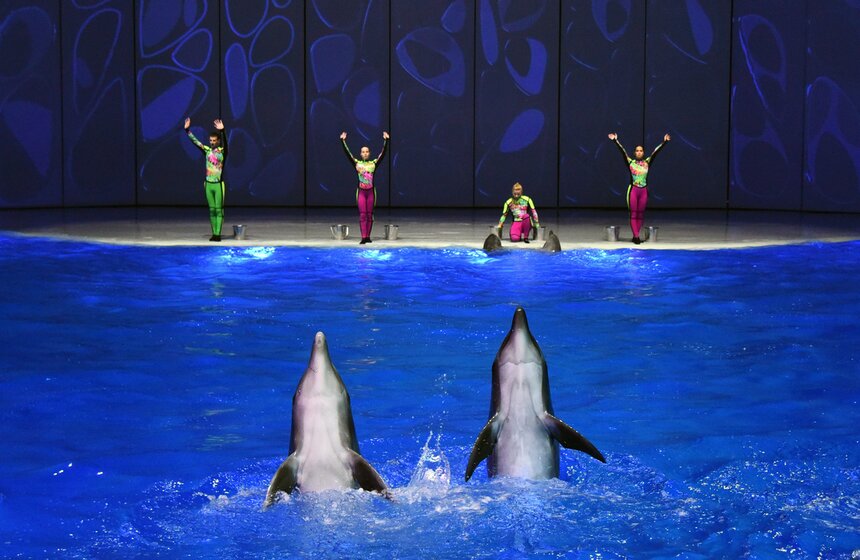 Посетители могли понаблюдать за уникальными крупными морскими животными — косатками, белухами и дельфинами