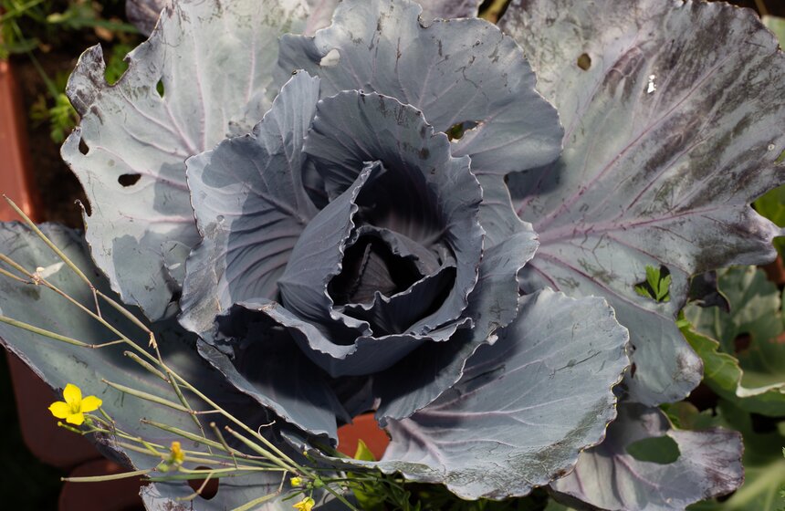 Кроме традиционных видов овощей и фруктов маленькие садоводы вырастили артишоки, спаржу и ревень