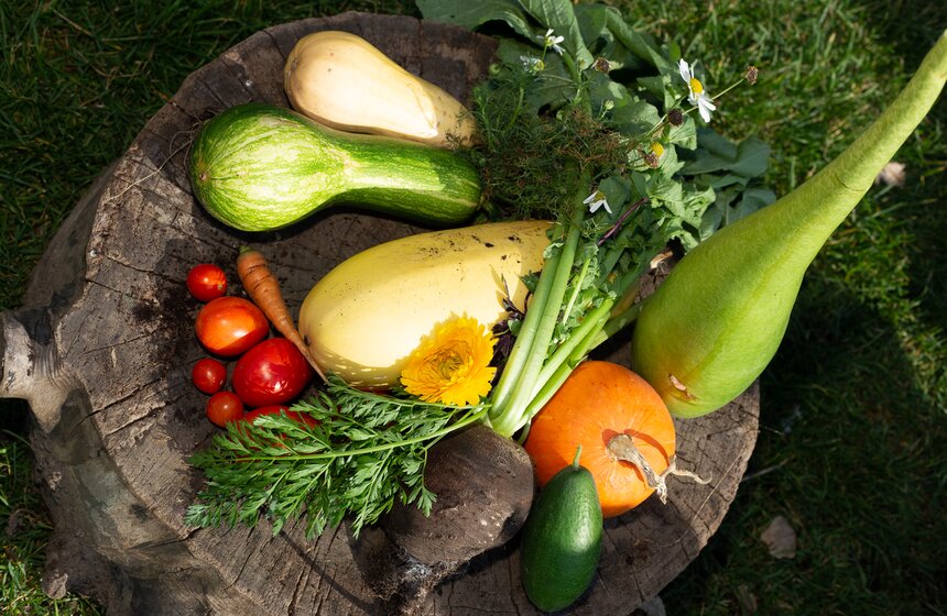 Посадить можно было любые растения и овощи