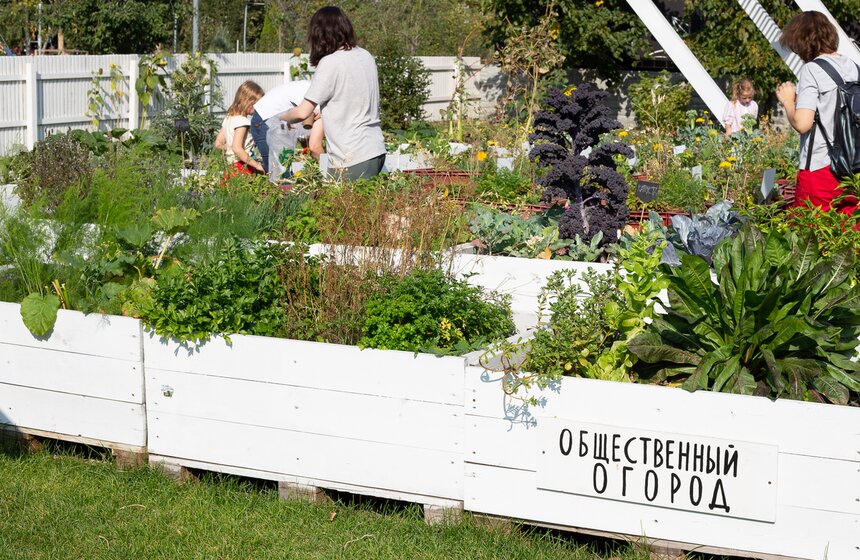 Все желающие не только ухаживали за плодовыми культурами, но и дважды в месяц посещали лекции от садоводов