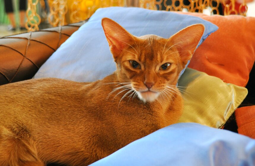 На ВВЦ прошла выставка кошек под названием "ИнфоКот" 3 фото