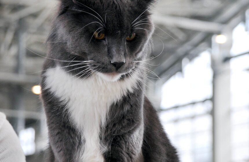 На ВВЦ прошла выставка кошек под названием "ИнфоКот" 4 фото