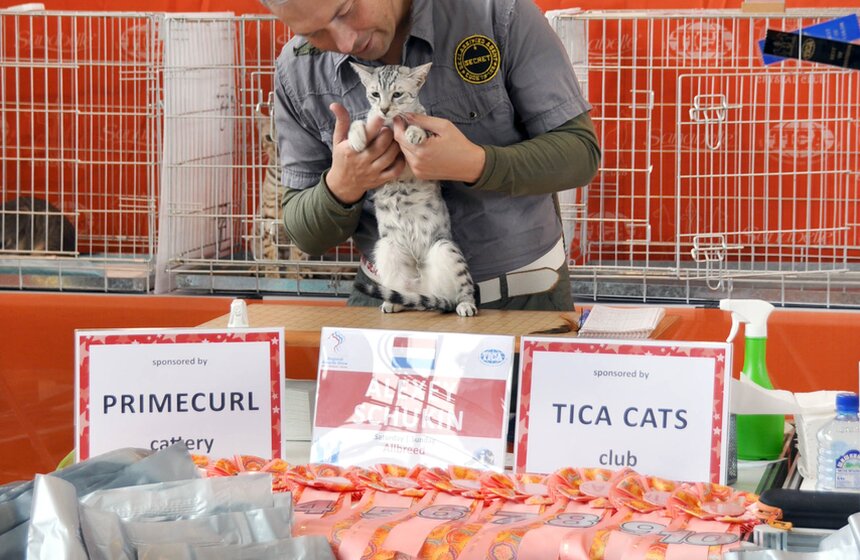 На ВВЦ прошла выставка кошек под названием "ИнфоКот" 7 фото