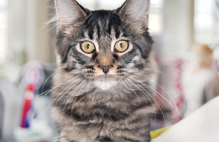 На ВВЦ прошла выставка кошек под названием "ИнфоКот" 9 фото