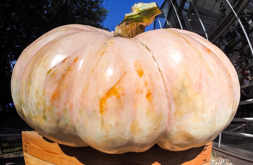 Тыква уже получила имя и титул —  Ее Тыквенное Величество Дуся