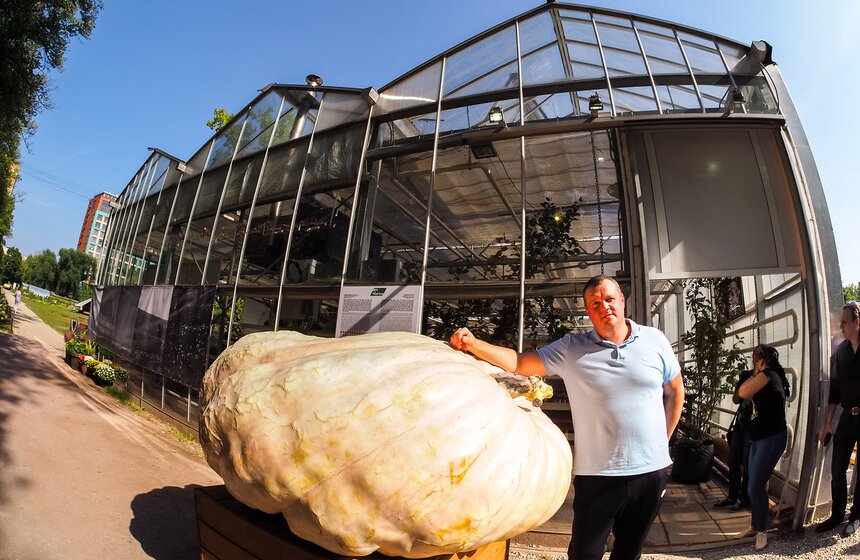 Помимо 520-килограммовой тыквы, на выставке урожая гости увидят многочисленные сорта тыкв поменьше, арбузы, дыни, кабачки, баклажаны, картофель, фасоль, свеклу, капусты, яблоки, груши, сливы, каштаны, грецкие орехи, рябину, клюкву, пряные травы, пшеницу, рожь и прочие дары природы
