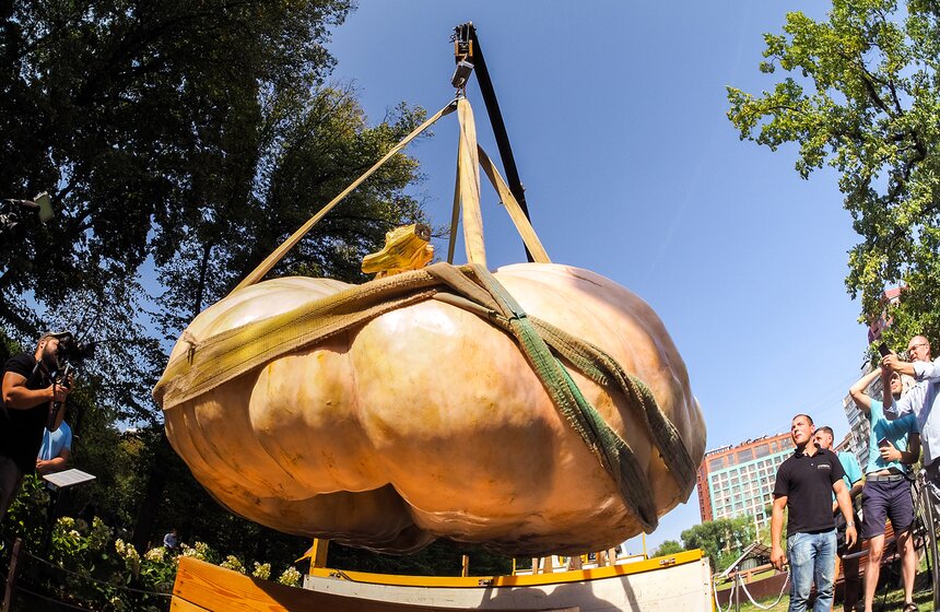 Вырастил овощ тыквовод Андрей Гусев. Хозяин тыквы разыграет часть семян среди посетителей сада, а часть выставит на продажу