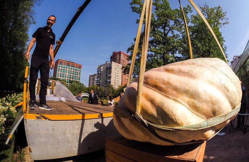 Кроме гигантской тыквы, на выставке урожая гости увидят многочисленные сорта тыкв поменьше, арбузы, дыни, кабачки, баклажаны, картофель, фасоль, каштаны и многое другое
