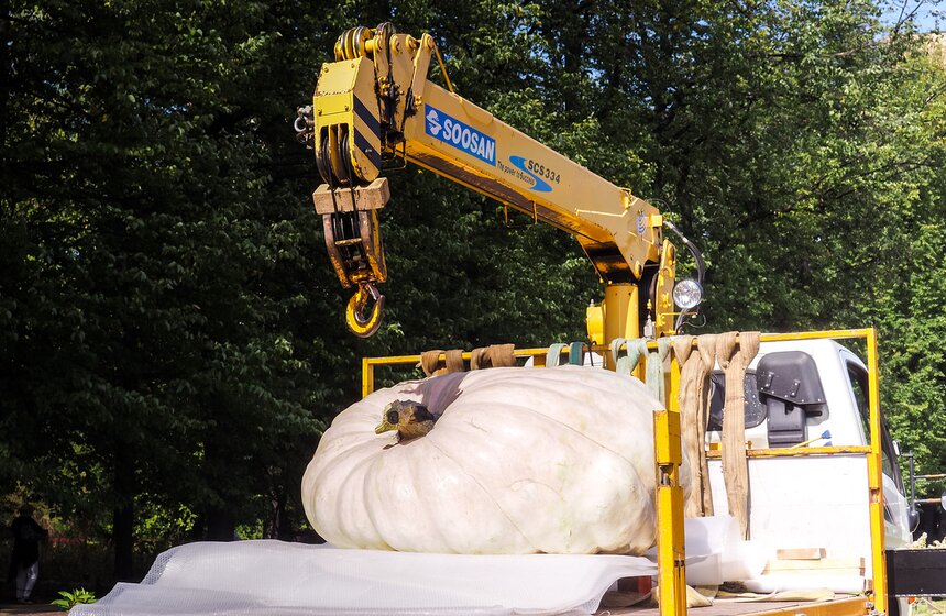 В среду, 5 сентября, в Ботанический сад МГУ "Аптекарский огород" привезли самую большую тыкву в России