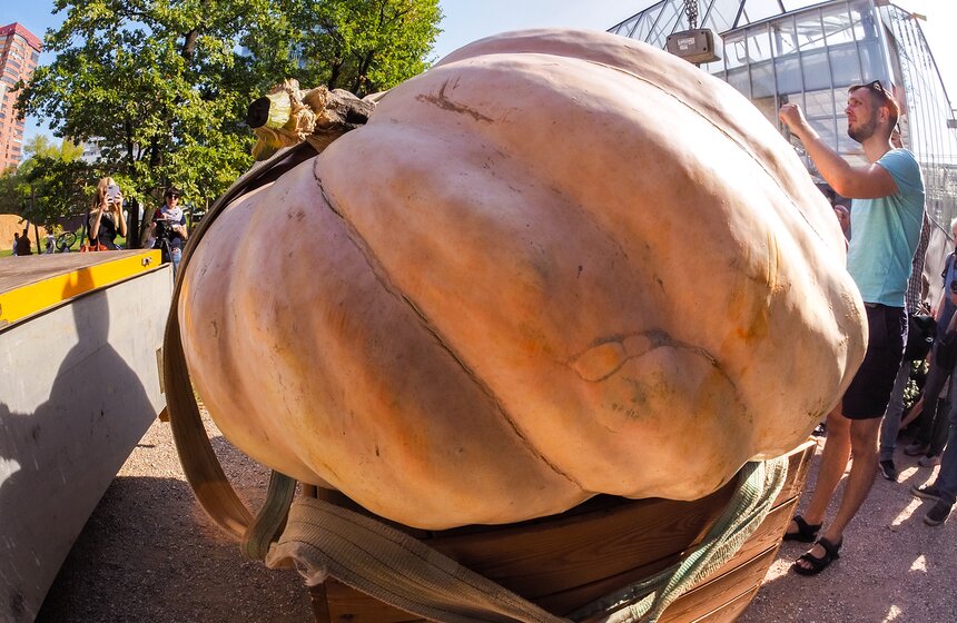 5 сентября, в преддверии открытия ежегодного Фестиваля цветов, урожая, искусства "Краски осени" в День города 8 сентября, в Ботаническом саду МГУ "Аптекарский огород" пройдет торжественная презентация самой большой тыквы из когда-либо выращенных в России за всю историю