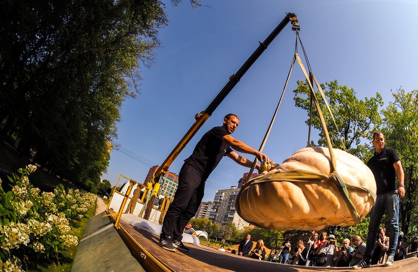 Вес тыквы оказался свыше 520 килограмм