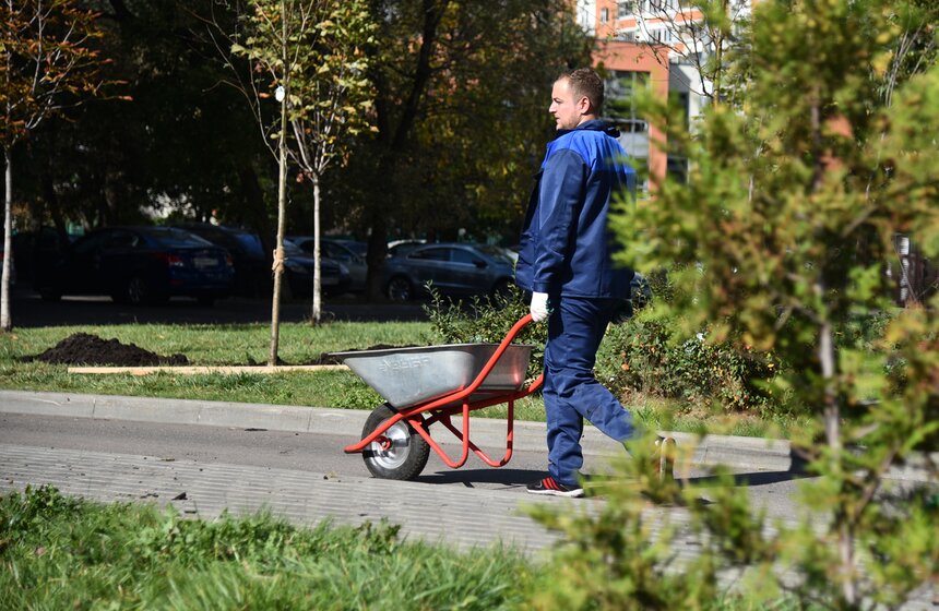 В Москве высаживают именно те деревья и кустарники, которые, по мнению самих москвичей, больше всего подходят для столицы: березы, ели, рябины, черемуху, чубушник, кизильник, боярышник