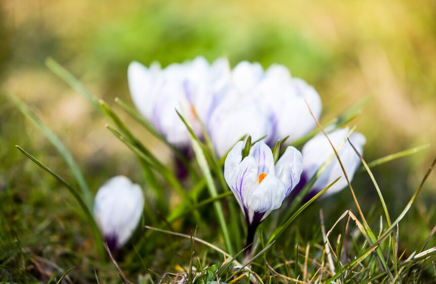 Первоцветы расцвели в Москве раньше времени из-за теплой погоды 4 фото