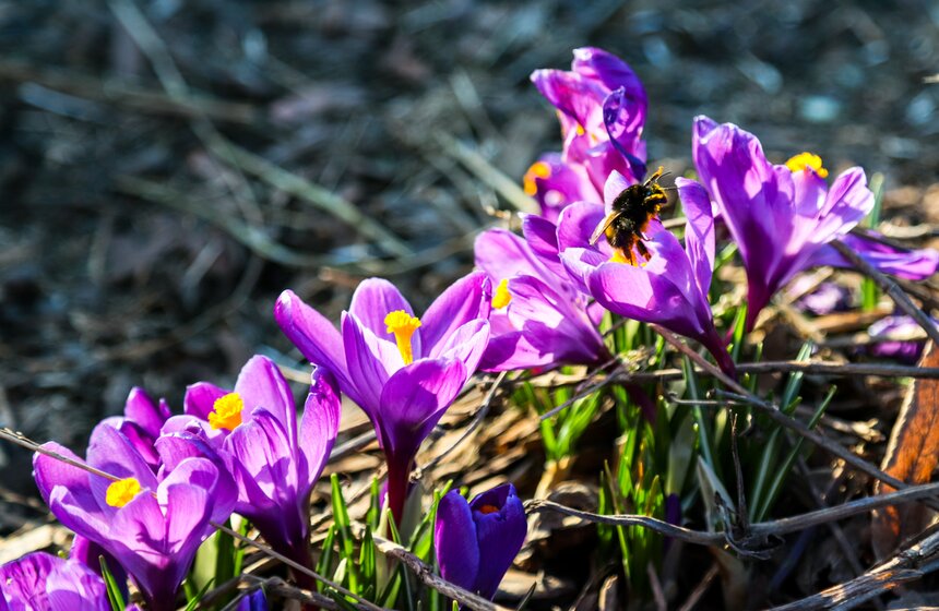Первоцветы расцвели в Москве раньше времени из-за теплой погоды 7 фото