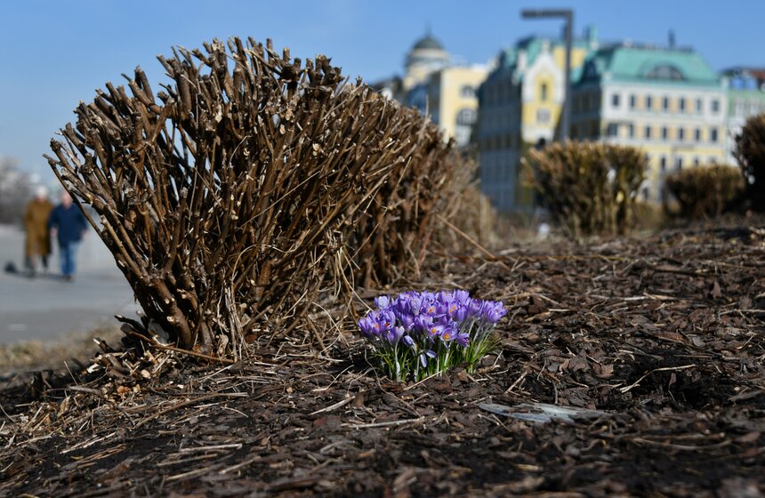Первоцветы расцвели в Москве раньше времени из-за теплой погоды 22 фото