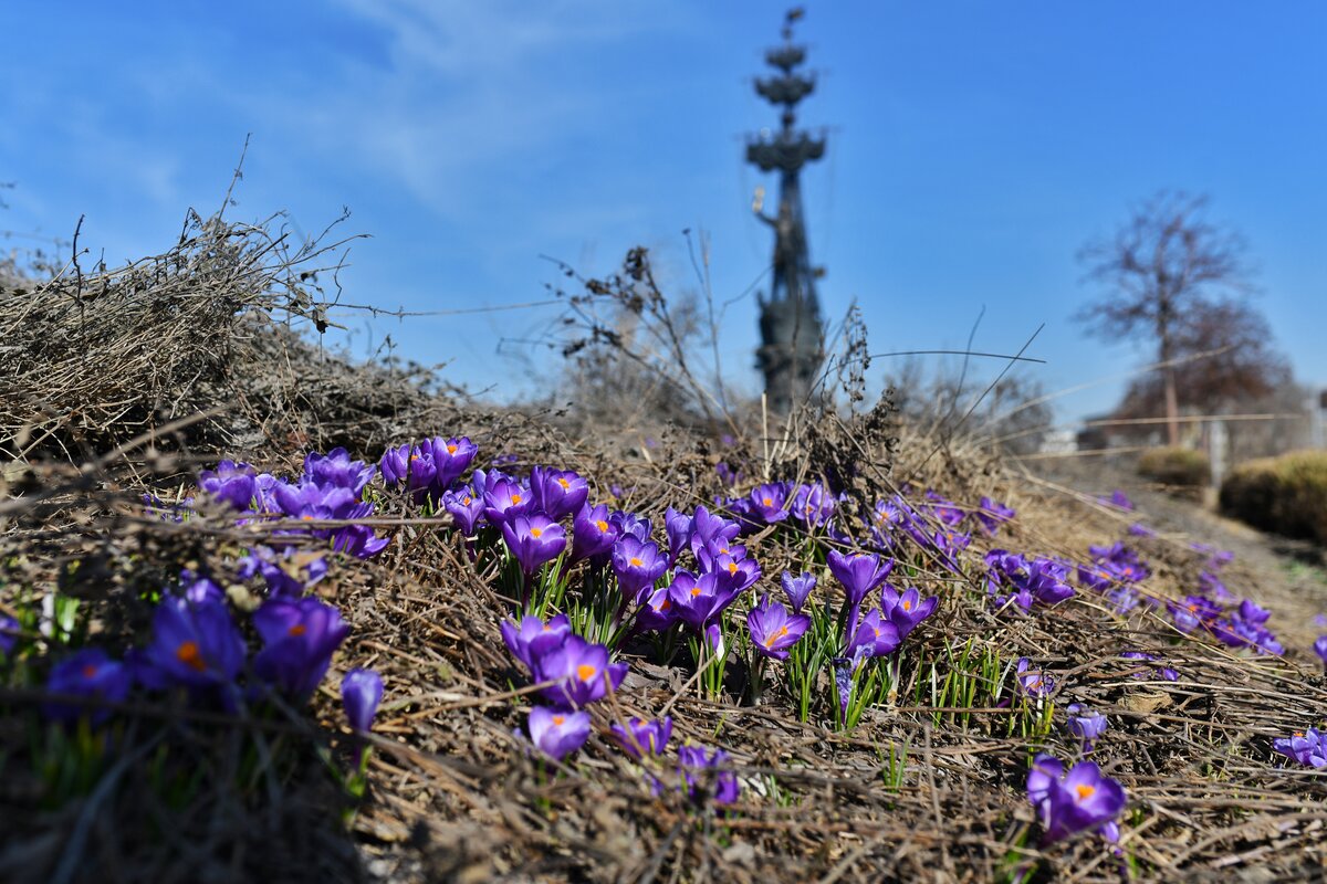Желтые первоцветы кавказа. Первоцветы в москве. Первоцветы распускаются. Щецин город крокусы. Первоцветы в москве.