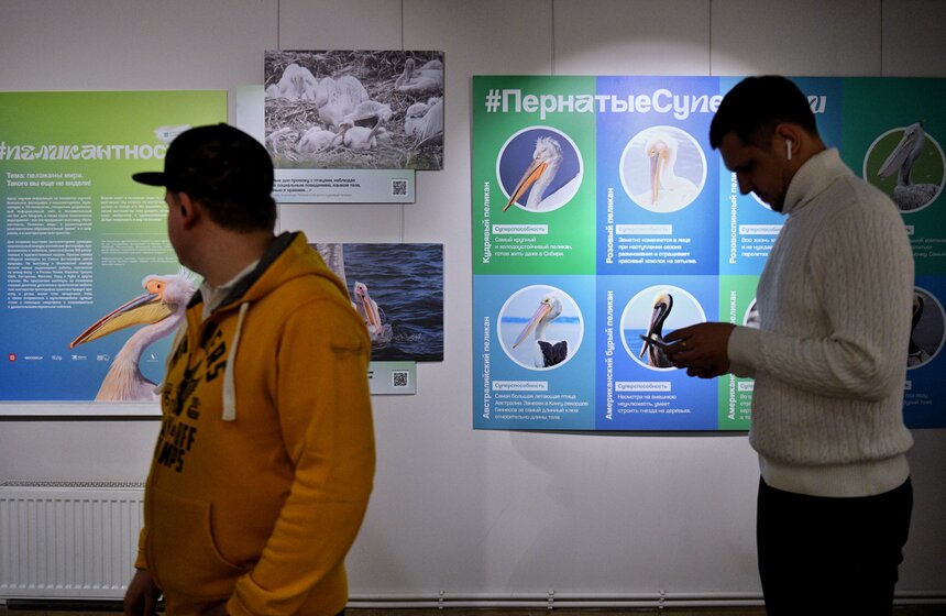 Фотовыставка "Пеликантность. Пеликаны мира" открылась в Московском зоопарке 4 фото