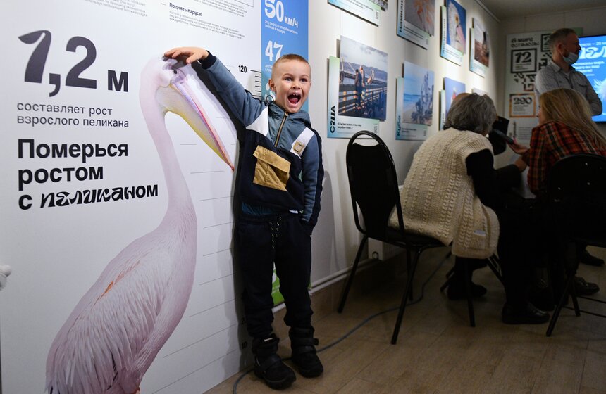 Фотовыставка "Пеликантность. Пеликаны мира" открылась в Московском зоопарке 17 фото