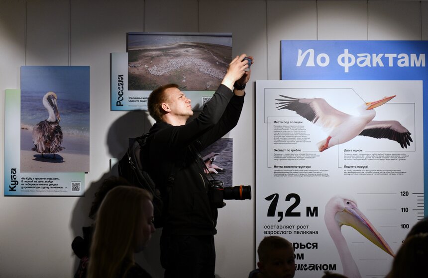 Фотовыставка "Пеликантность. Пеликаны мира" открылась в Московском зоопарке 7 фото