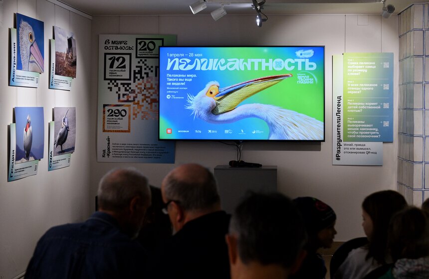 Фотовыставка "Пеликантность. Пеликаны мира" открылась в Московском зоопарке 1 фото