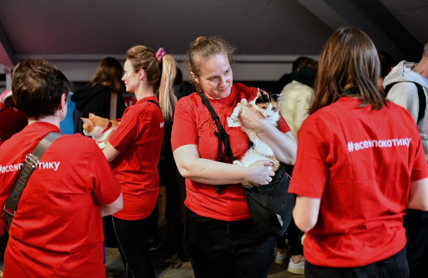 На выставке в Artplay пристроили 33 кошки и собрали полтонны вещей для приютов 18 фото