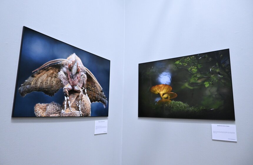 В Москве открылся Общероссийский фестиваль природы "Первозданная Россия" 10 фото