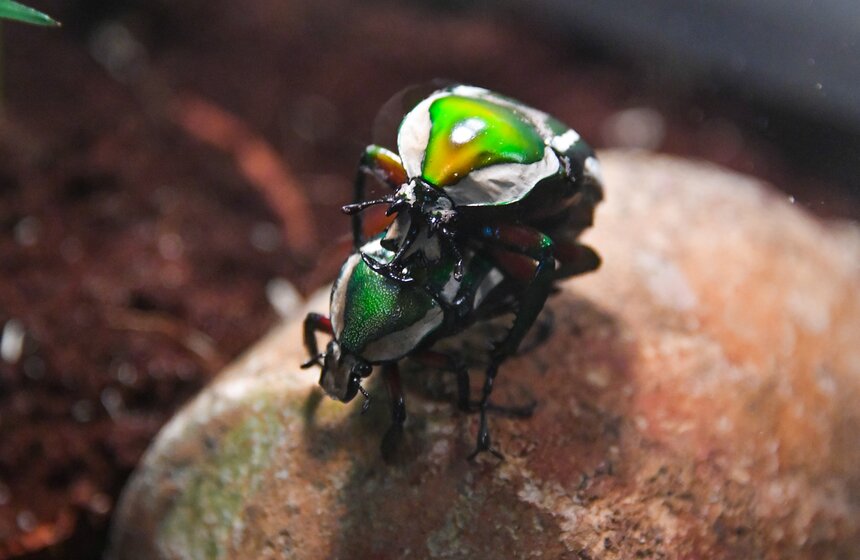 Выставка гигантских пауков и жуков открылась в "Аптекарском огороде" 4 фото