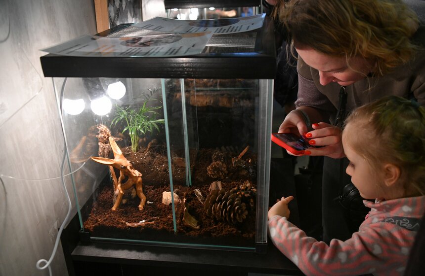 Выставка гигантских пауков и жуков открылась в "Аптекарском огороде" 5 фото