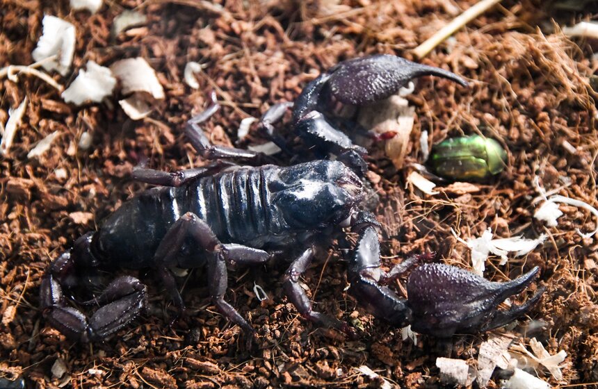 Выставка гигантских пауков и жуков открылась в "Аптекарском огороде" 3 фото