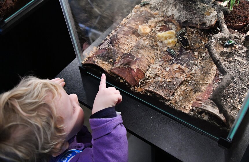 Выставка гигантских пауков и жуков открылась в "Аптекарском огороде" 18 фото