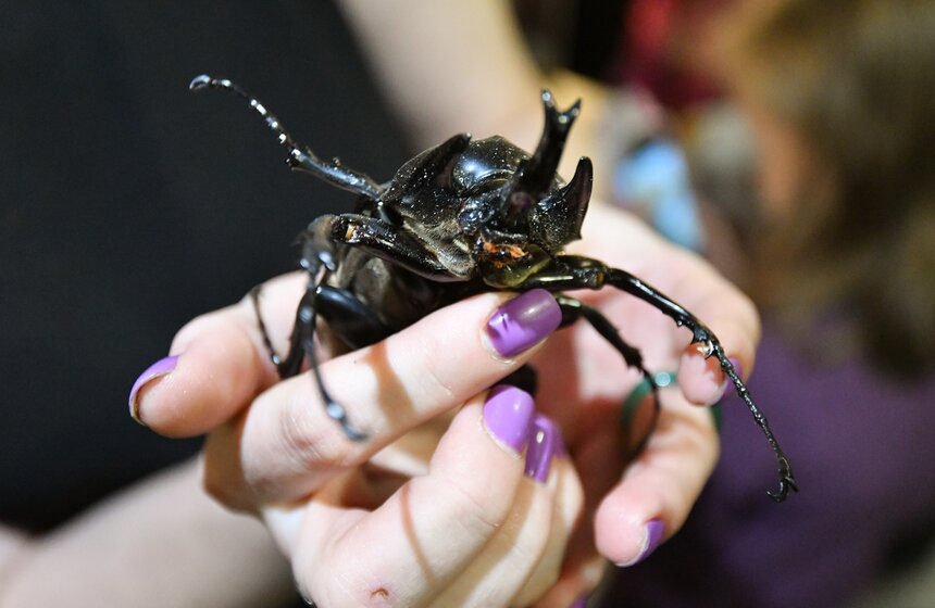 Выставка гигантских пауков и жуков открылась в "Аптекарском огороде" 15 фото