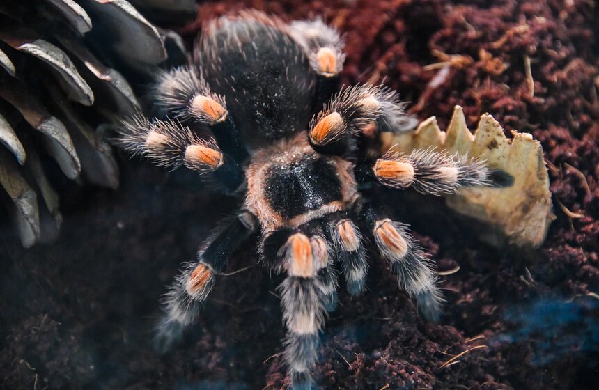 Выставка гигантских пауков и жуков открылась в "Аптекарском огороде" 8 фото